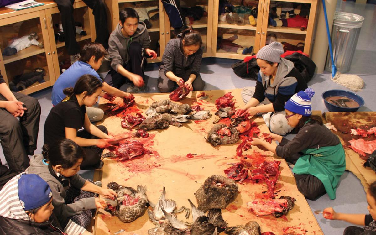 Eider-wild: Students pluck and prepare eider duck, a staple of Sanikiluaq. Photos courtesy Paatsaali School