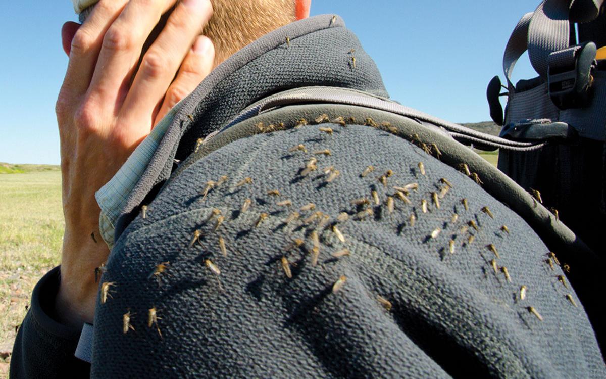 Experts say DEET is still one of the best ways to avoid this situation. 