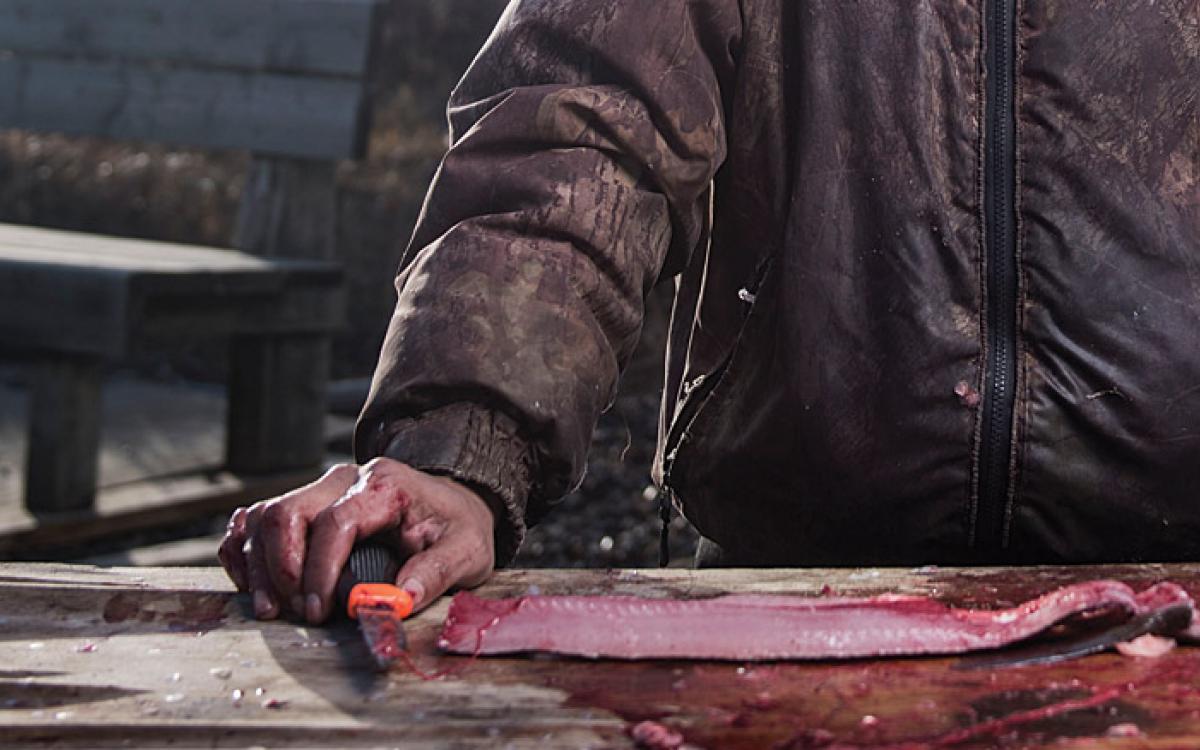 Wayne Cockney finishes cutting a fillet from a freshly-caught whitefish. Photo by Angela Gzowski