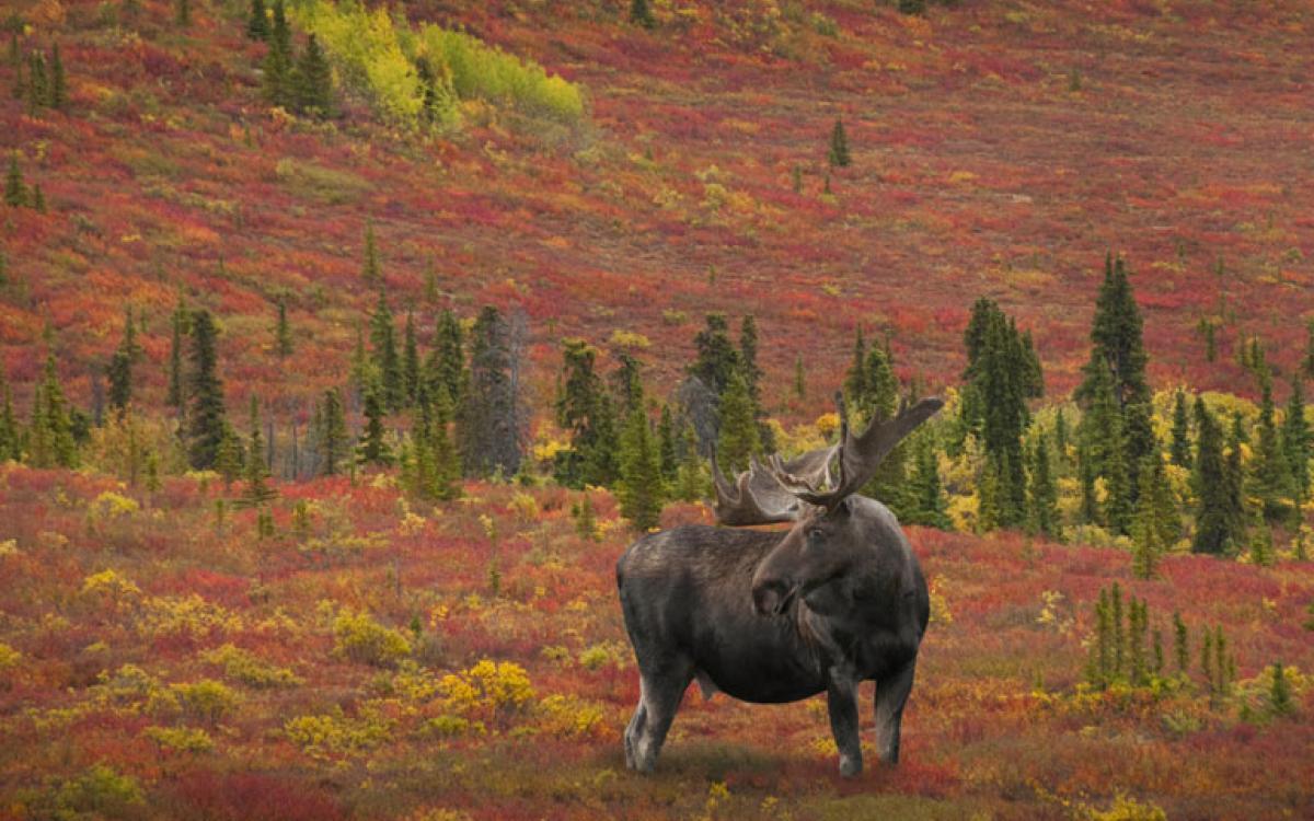 Bullwinkle and his willow-loving brethren are following their favourite food source farther north. 