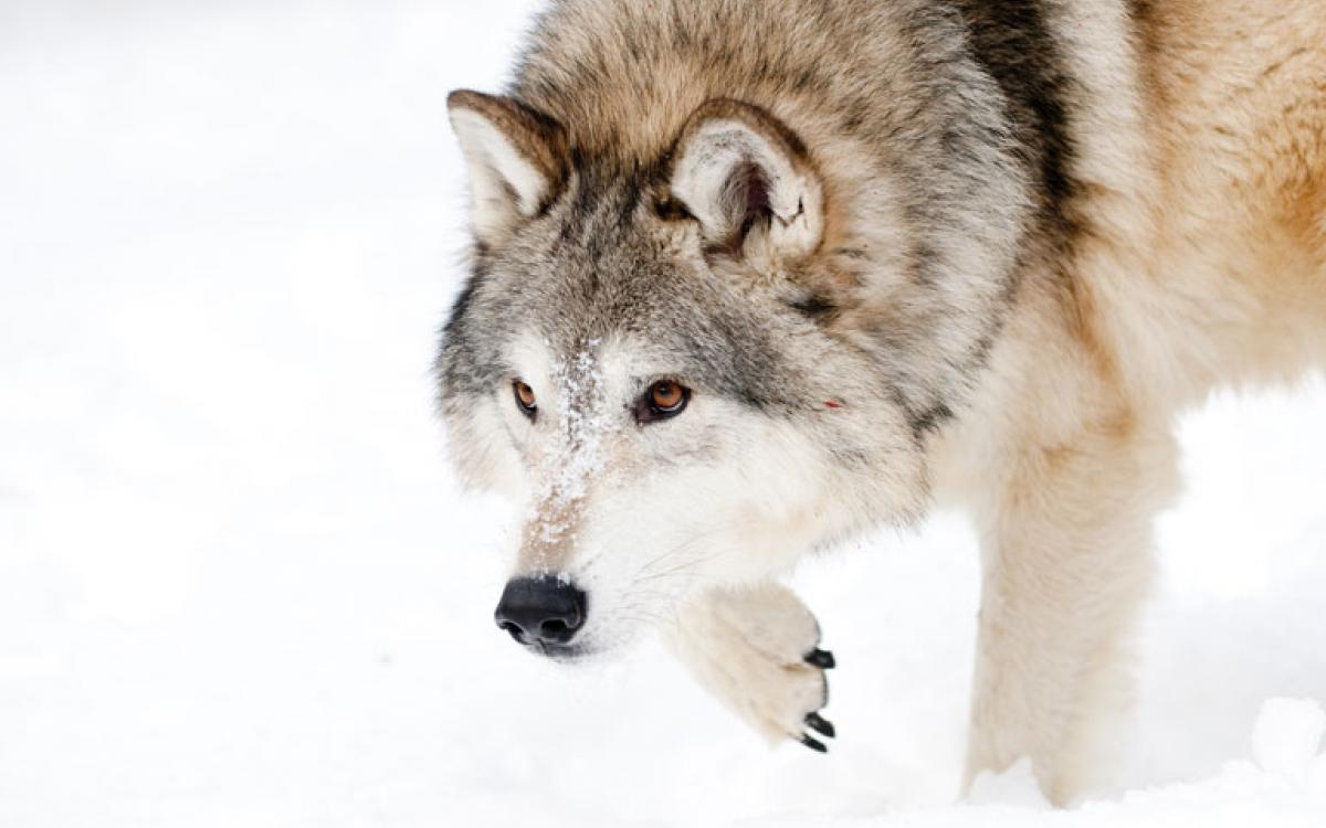 Lone figures: there are around 5,000 wolves in the Yukon, but no current estimates for the NWT or Nunavut.