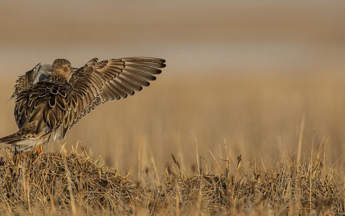 Buff-breasted sandpiper. Photo by courtesy Ronan Dugan