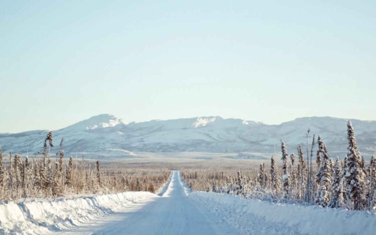 Trees thin out nearing the Arctic Circle. Photo by Angela Gzowski