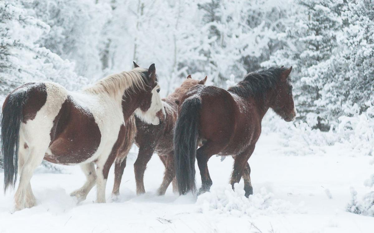 Photo by Matt Jacques