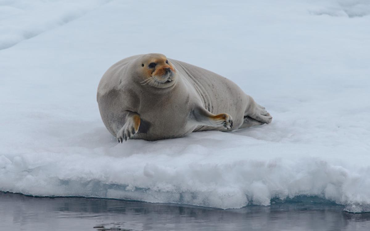 COURTESY PUVIRNITUQ SNOW FESTIVAL/KATHERINE DAPHNE