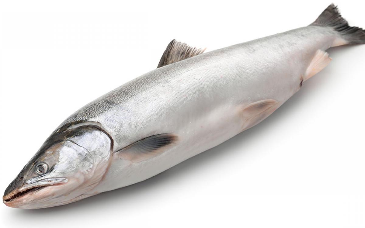 Photo by Hannah Eden/ Up Here.