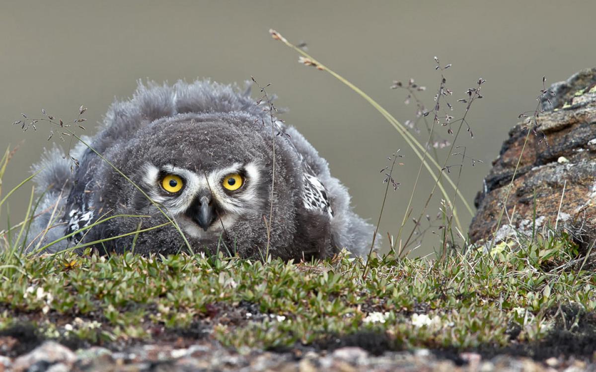 This photo garnered honourable mention in the Science & Nature category. Photo by Fred Lemire