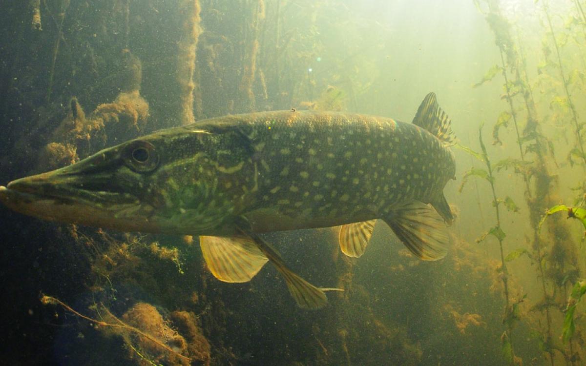 Northern Pike. Photo and illustrations by Paul Vecsei