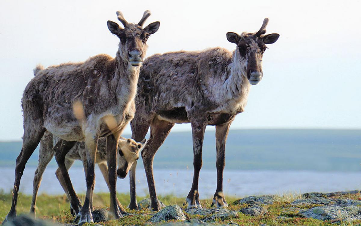 Courtesy Petter Jacobsen