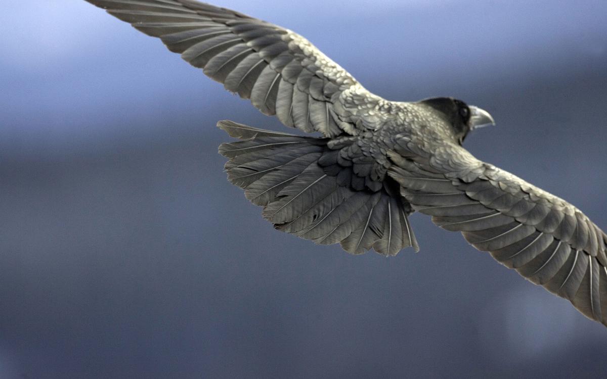 Photo by Chris Colbourne