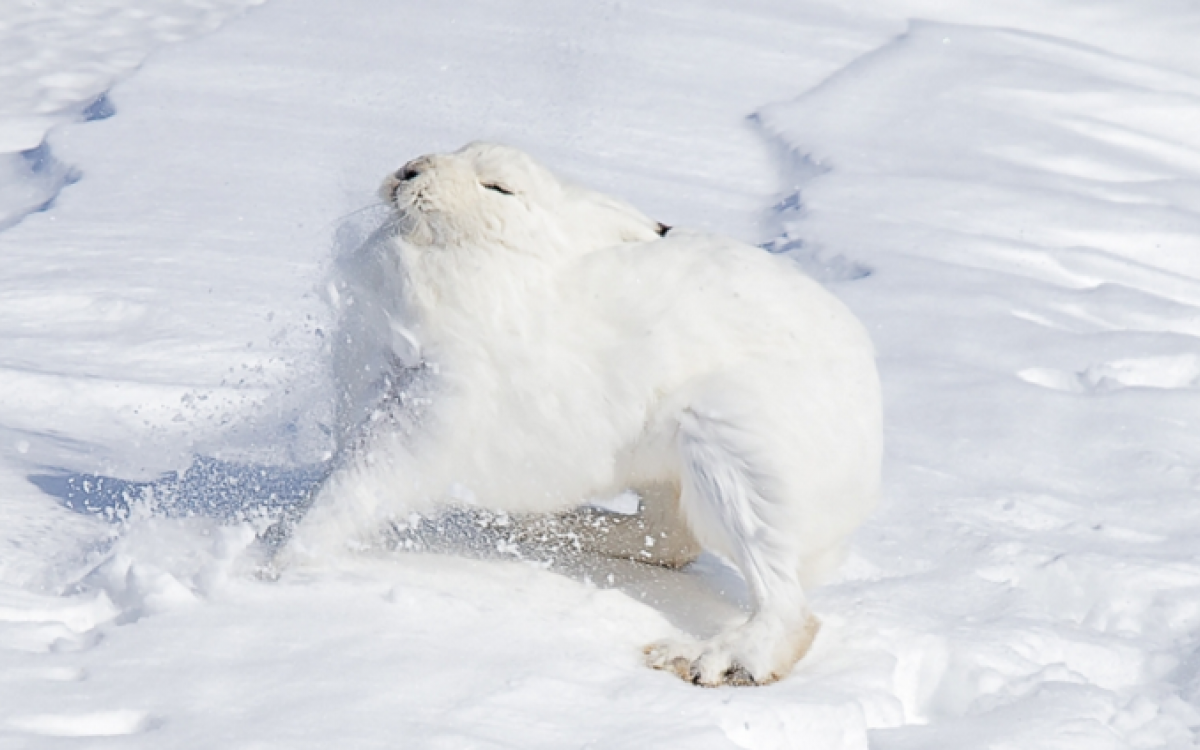 From battling Arctic hares and a hand games tourney to ice fishing on a midsummer night, this year’s winners have captured what it means to live and love in the far north. Photo: Fred Lemire