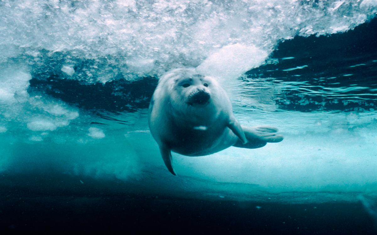 Photo by Doug Allan/Minden Pictures