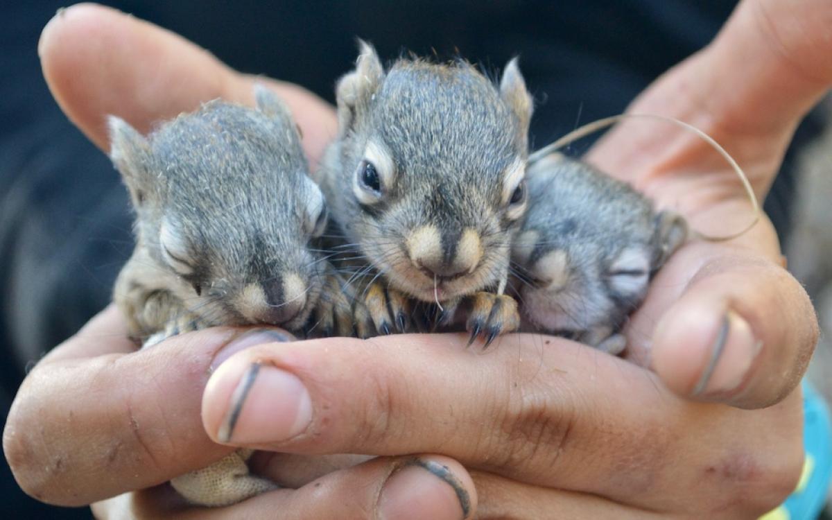 As the number of baby squirrels multiply during mating season, so do the researchers studying them. 