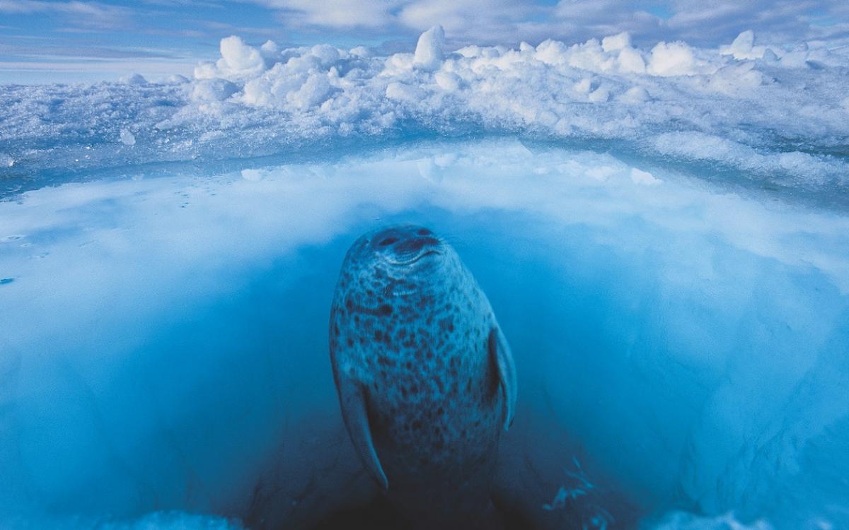 PHOTO BY PAUL NICKLEN