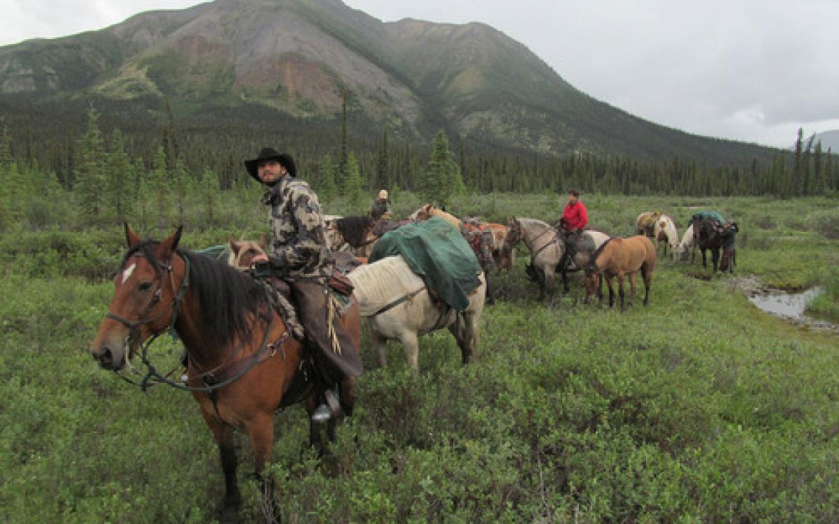 Logan Young leads a string of horses through the peel trail that leads to the Midnight Sun Outfitting hunting camp.