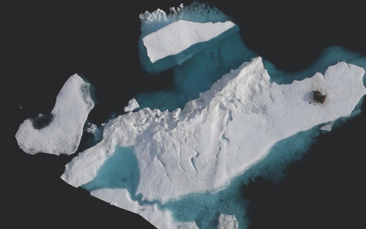 Lions and tigers and...walrus? DFO scientists were surprised to see this guy floating on an ice floe so high North. 