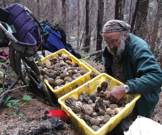 Yukoner Jurg Hofer starts his morel harvesting early to beat the heat. When he's filled a few baskets, around 12 pounds of morels per basket, he brings them to buyers. Photo: Linda Gerrand