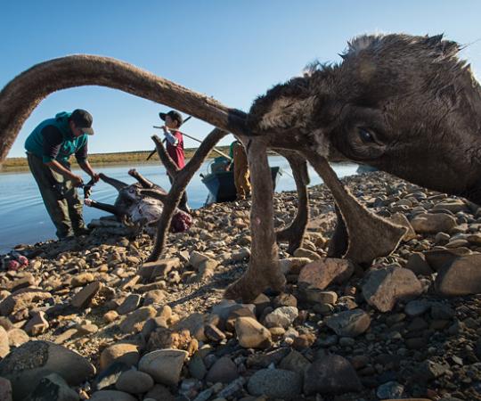 Butchering is a family event on the river banks, with children playing, watching and learning. Photo Peter Mather