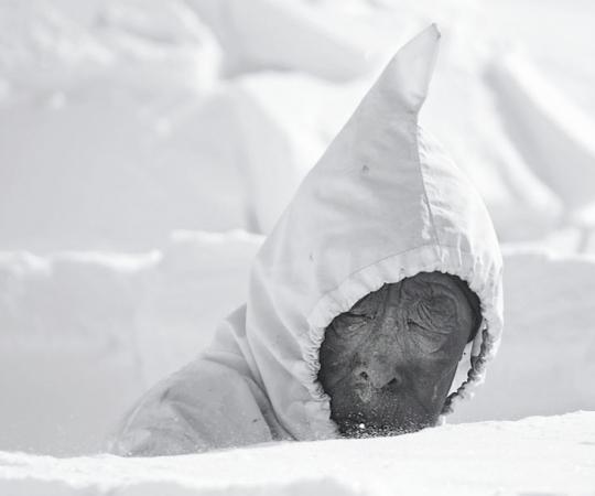 COURTESY PUVIRNITUQ SNOW FESTIVAL/KATHERINE DAPHNE