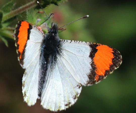 Orangetip Pacific butterfly. Photo Provided