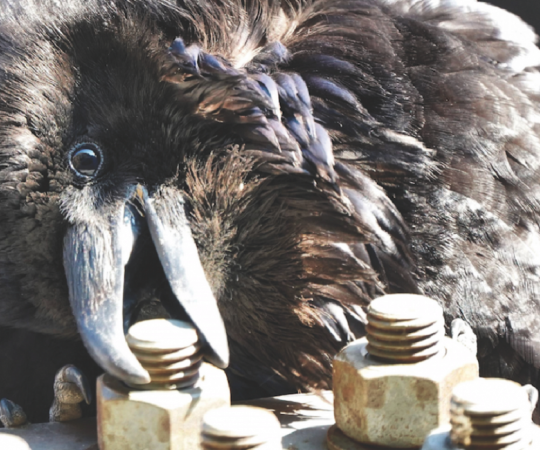 Photo by Grace Will-Scott