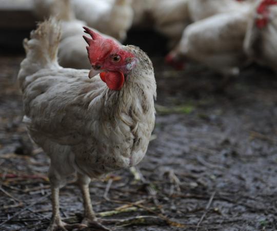 Chicken standing in pen. 