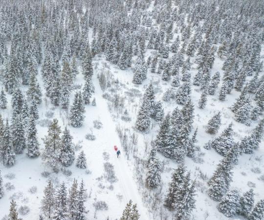 Yukon Ultra contestant treks through forest.
