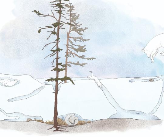 An illustration of a subnivean environment.