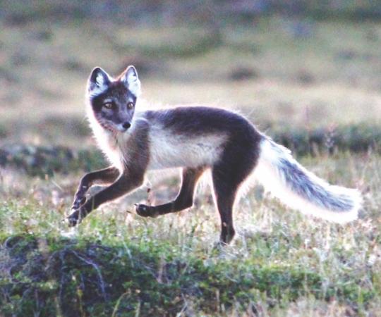 Arctic Fox