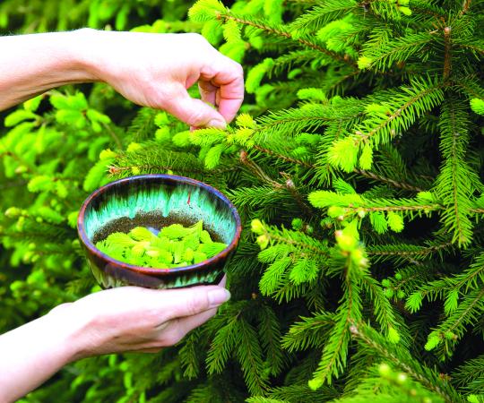Foraging for spruce tips.