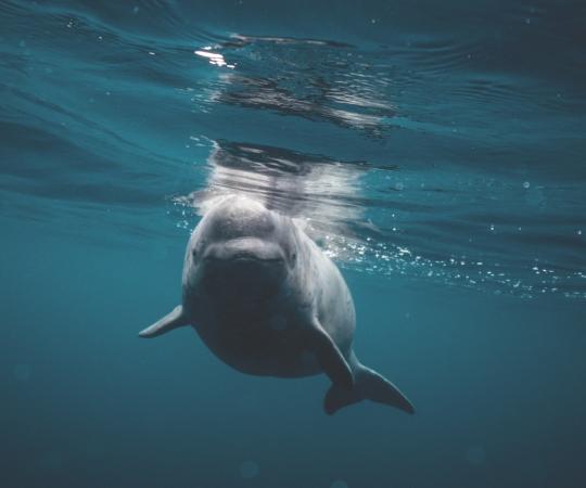 Narwhal swimming underwater