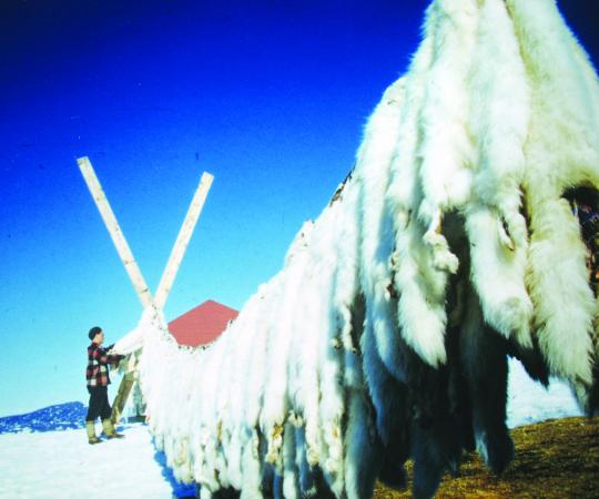 Fox skins bleaching in the spring sun in 1951.