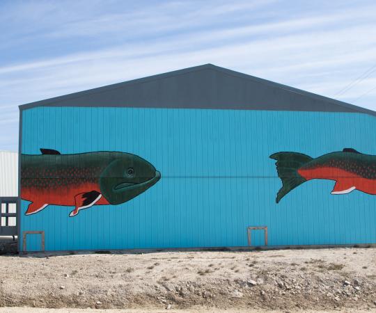 Fish on Cambridge Bay pool.