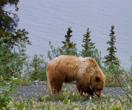 Grizzly spotted in Kluane National Park and Reserve