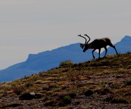 Caribou