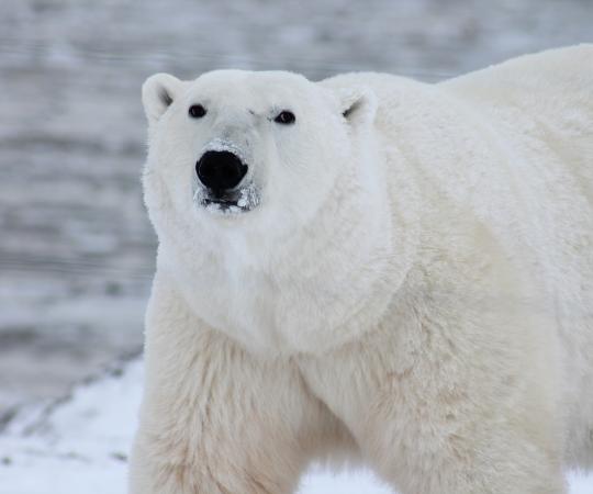 Polar bear