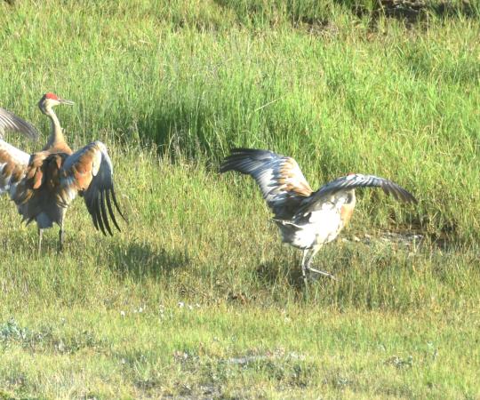 Sandhill cranes