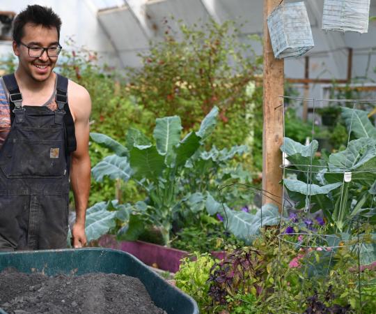 Harvesting plants at the Inuvik hockey rink