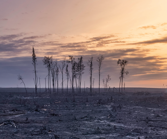 Remnants of burnt trees