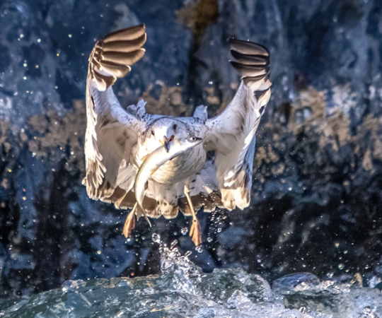 Seagull capturing a seagull