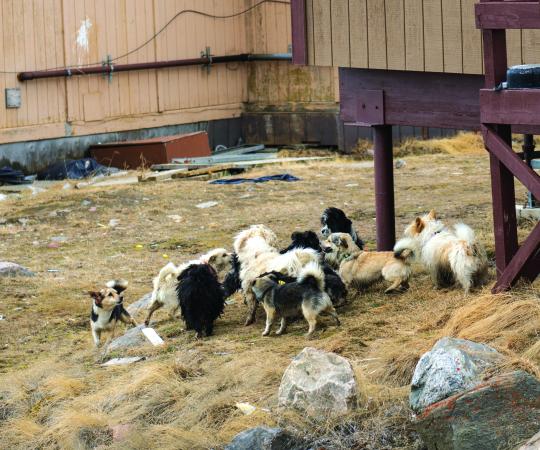 Running with the dogs