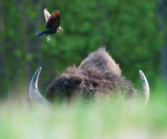 Photo by Peter Mather