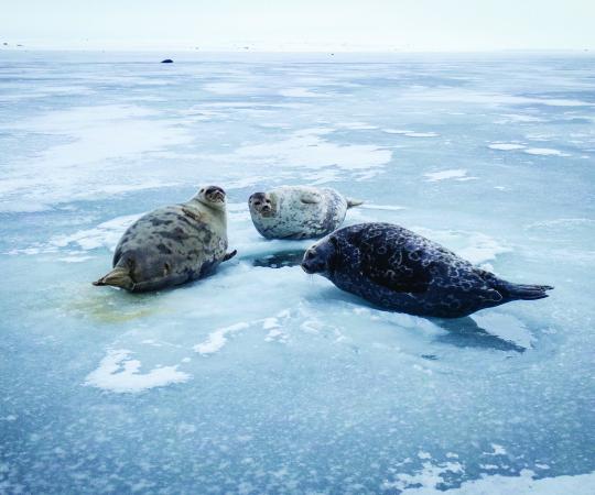 Photography by David Kakuktinniq