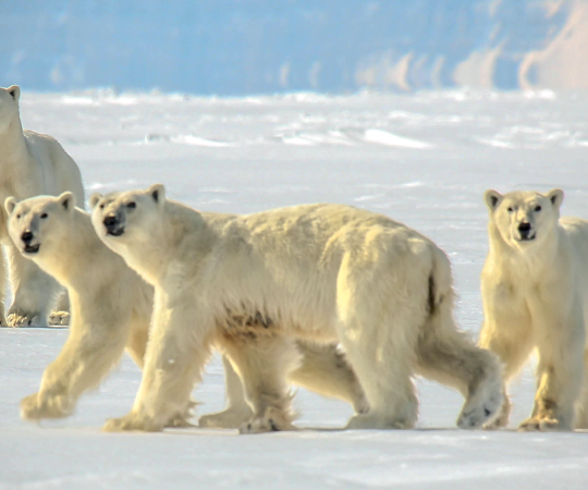 Photos courtesy of Arctic Bay Adventures