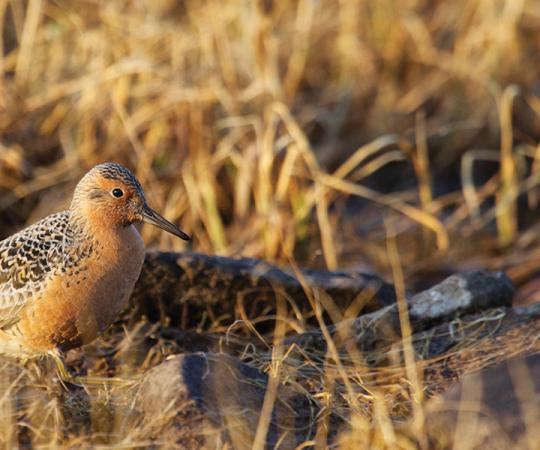 Red knot are frequent flyers. One has gone almost to the moon-and-back in its lifetime. Photos by Clare Kines