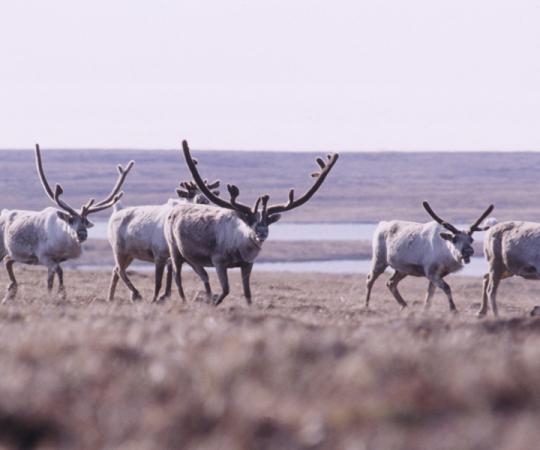 Photo – Allen Shimada, NOAA/NMFS/OST/AMD, flickr.com/photos/noaaphotolib/5277853558/, CC BY 2.0