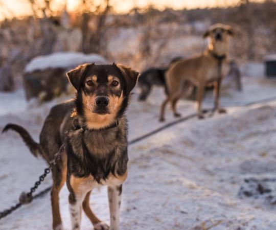 Dogs ready for a sled.
