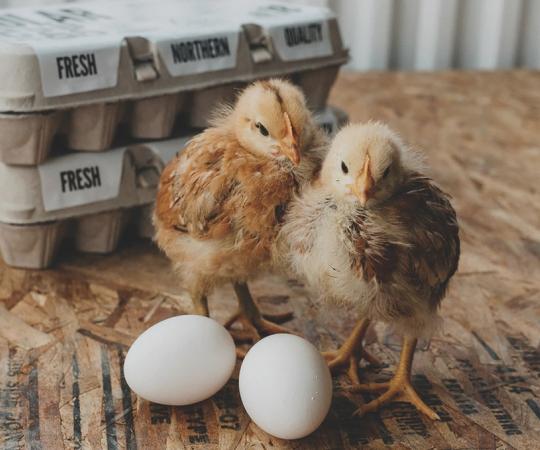 PHOTO COURTESY OF POLAR EGGS