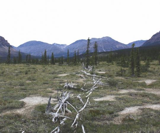 The Moose Horn Pass caribou fence has seen better days, but still stands.