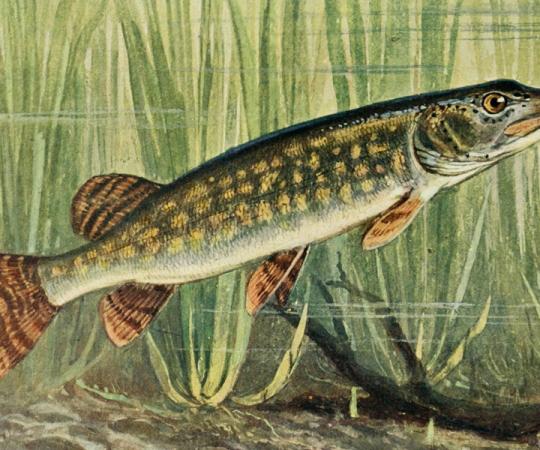 Photo by Biodiversity Heritage Library (CC BY 2.0) flickr.com/photos/biodivlibrary/6103147244/